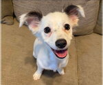 Small Dachshund Mix