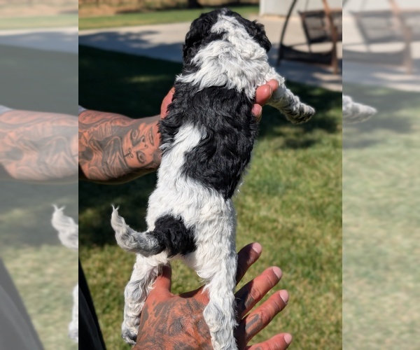 Medium Photo #7 Bernedoodle-Cavapoo (Miniature) Mix Puppy For Sale in SACRAMENTO, CA, USA