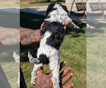 Small #6 Bernedoodle-Cavapoo (Miniature) Mix
