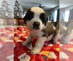 Small Photo #31 Saint Bernard Puppy For Sale in NEW MARKET, IA, USA