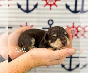 Schnauzer (Miniature) Puppy for sale in WINNSBORO, LA, USA