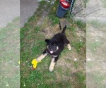 Small Photo #5 German Shepherd Dog Puppy For Sale in HENRYETTA, OK, USA