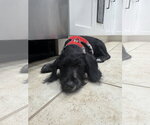 Small #1 Poodle (Miniature) Mix