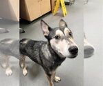 Small Gerberian Shepsky