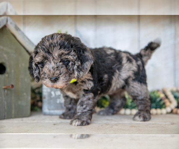 Medium Photo #3 Miniature Labradoodle Puppy For Sale in SUGARCREEK, OH, USA