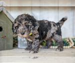 Small Photo #4 Miniature Labradoodle Puppy For Sale in SUGARCREEK, OH, USA
