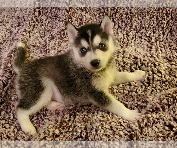 Medium Photo #1 Siberian Husky Puppy For Sale in GILLETTE, WY, USA