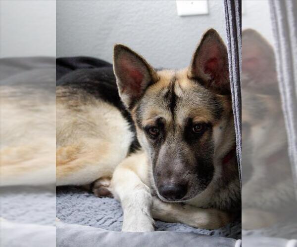 Medium Photo #2 German Shepherd Dog-Unknown Mix Puppy For Sale in Las Vegas, NV, USA