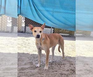 Mutt Dogs for adoption in Riverside, CA, USA