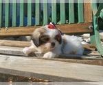 Small Photo #2 Mal-Shi Puppy For Sale in SANTA CLARITA, CA, USA