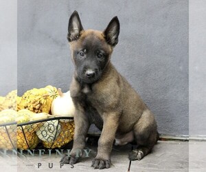 Belgian Malinois Puppy for sale in RONKS, PA, USA