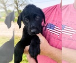 Small Photo #3 Labrador Retriever Puppy For Sale in EVANSVILLE, IN, USA