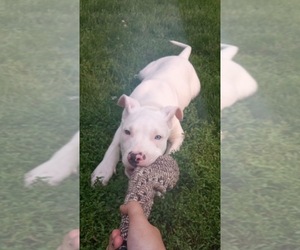 American Pit Bull Terrier Puppy for sale in OSCEOLA, IA, USA