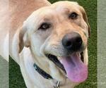 Small #1 Labrador Retriever