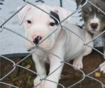 Small #3 American Bully