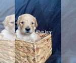 Small Photo #3 Goldendoodle Puppy For Sale in ALDER, WA, USA