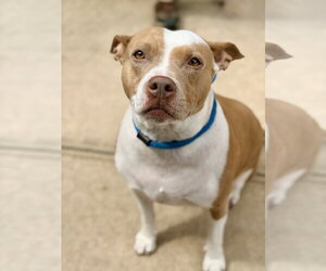 Amber - Female Mutt Dog for Adoption - Photo #6