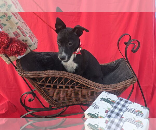 Medium Photo #3 Chihuahua-Unknown Mix Puppy For Sale in Missouri City, TX, USA