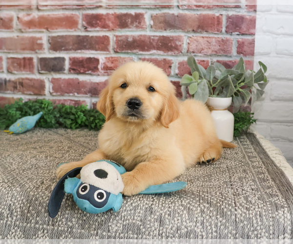 Medium Photo #1 Golden Retriever Puppy For Sale in SYRACUSE, IN, USA