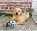 Image preview for Ad Listing. Nickname: Georgie