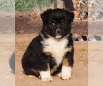 Puppy BTF Miniature Australian Shepherd
