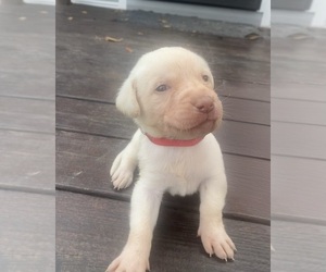 Labrador Retriever Puppy for sale in WILDWOOD, FL, USA