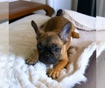 Image preview for Ad Listing. Nickname: Litter of 4