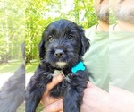 Small Photo #4 Golden Mountain Dog Puppy For Sale in NEW HARTFORD, CT, USA