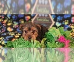 Small Photo #11 Yorkshire Terrier Puppy For Sale in AKRON, OH, USA