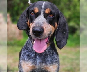 Bluetick Coonhound Dogs for adoption in Canton, CT, USA