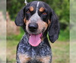 Small Bluetick Coonhound