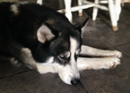 Small Photo #1 Siberian Husky Puppy For Sale in BROOKSVILLE, FL, USA