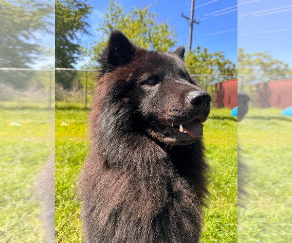Medium Photo #7 Chow Chow-Unknown Mix Puppy For Sale in Muskegon, MI, USA