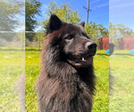 Small #6 Chow Chow Mix