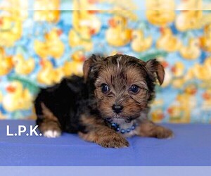 Yorkshire Terrier Puppy for sale in WINNSBORO, LA, USA