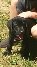 Labrador Retriever Puppy for sale in KEYSVILLE, VA, USA