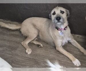 Nancy - Female Border Terrier-Unknown Mix Dog for Adoption - Photo #2