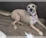 Small #1 Border Terrier Mix