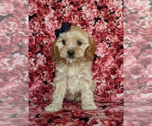 Cock-A-Poo Puppy for sale in KIRKWOOD, PA, USA