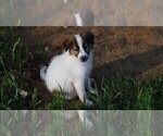 Small #9 Collie