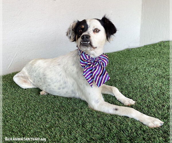 Medium Photo #2 Australian Shepherd-Unknown Mix Puppy For Sale in San Diego, CA, USA