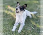 Small Photo #1 Mutt Puppy For Sale in La Verne, CA, USA