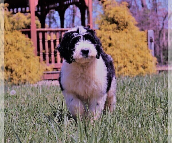 Medium Photo #14 Sheepadoodle Puppy For Sale in STANLEY, VA, USA