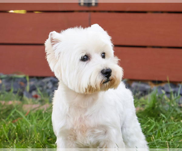Medium Photo #3 West Highland White Terrier Puppy For Sale in SYRACUSE, IN, USA