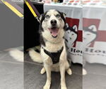 Small #2 Siberian Husky