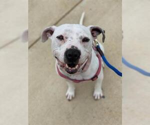 American Bulldog Dogs for adoption in Derwood, MD, USA
