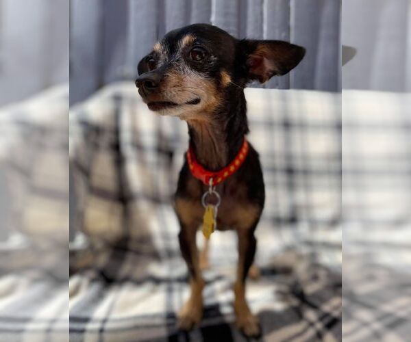 Medium Photo #7 Chihuahua-Unknown Mix Puppy For Sale in Tempe , AZ, USA