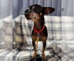 Small #6 Chihuahua Mix
