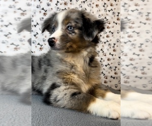 Miniature Australian Shepherd Puppy for sale in FRANKLIN, IN, USA
