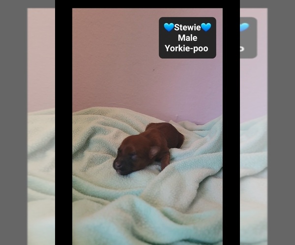 Medium Photo #2 Yorkipoo Puppy For Sale in TUCSON, AZ, USA